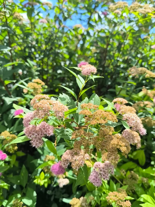 Close-up tour of a blooming Dnipro garden in June