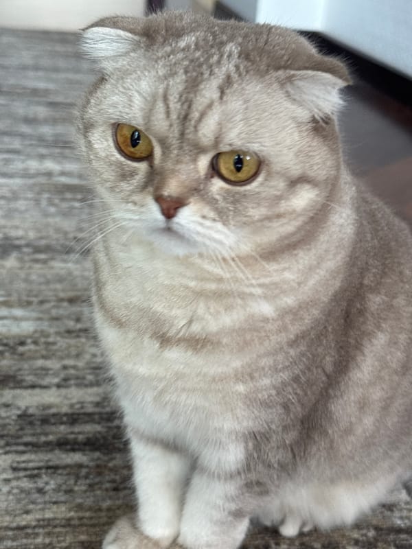 Saint Petersburg resident documents cats and indoor garden life