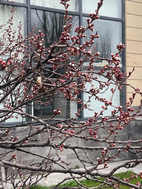 Spring morning scenes documented across Yerevan, Armenia