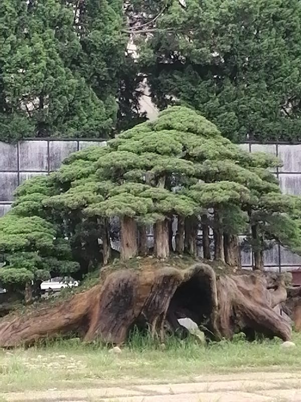 Morning garden visit captures bonsai displays in Đà Lạt
