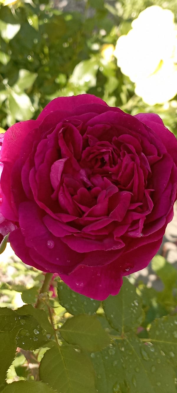 Dew-covered roses in bloom, every color of the garden