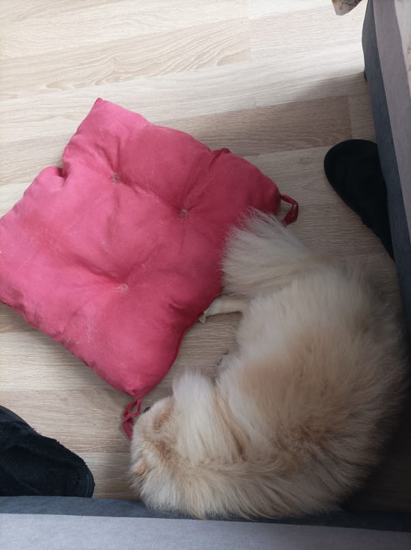 Dog eating and resting captured in Bulgarian home