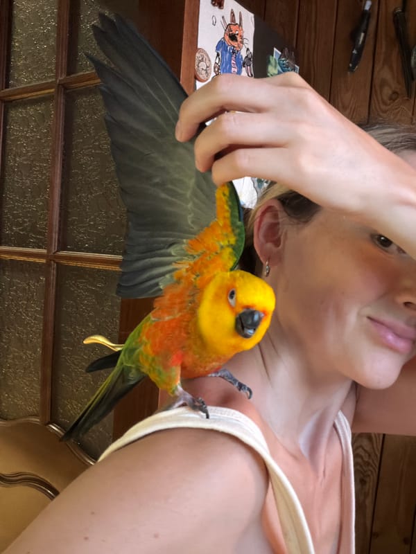 Person bonds with colorful parrot in Russian park
