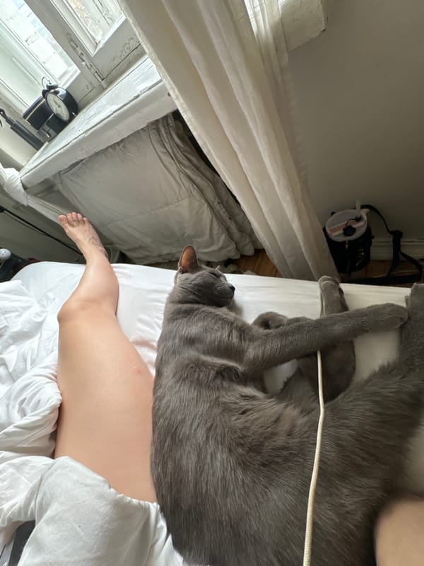 Gray cat rests on bed in Moscow bedroom