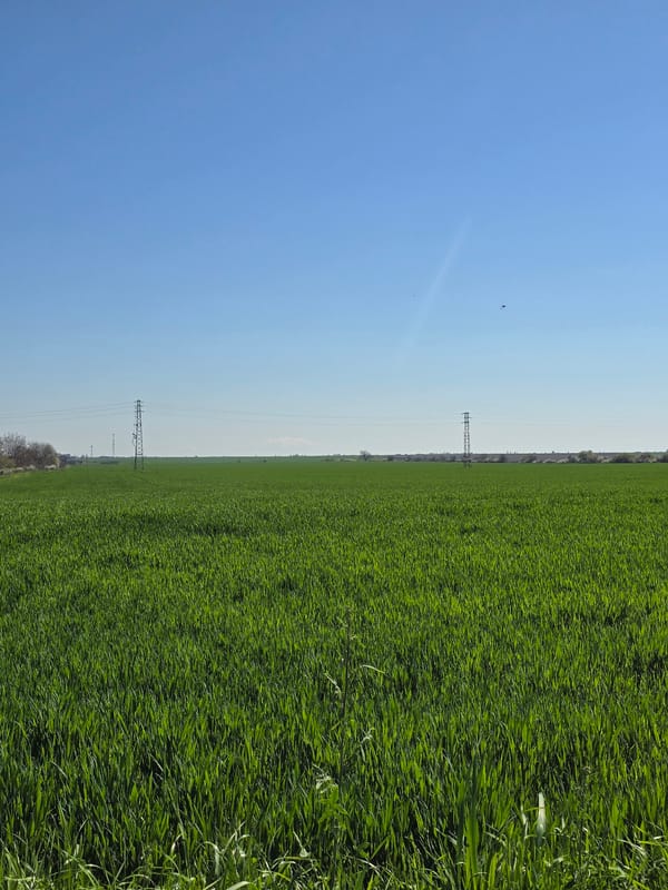 Green agricultural field documented in Orizovo, Bulgaria