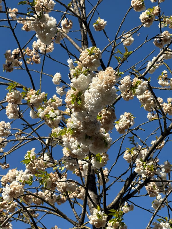 Spring blooms captured in Luxembourg city street photography