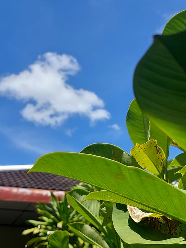 Quiet morning streets and tropical greenery in Baan Mae Nam