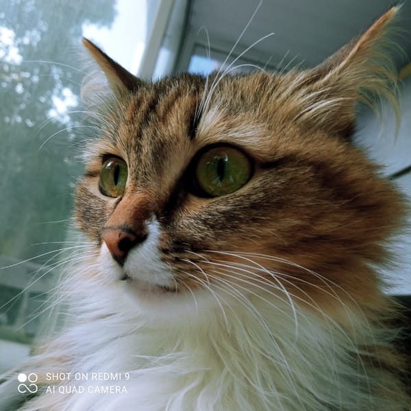 Cat portraits and golden-hour Chaikovsky, one summer evening