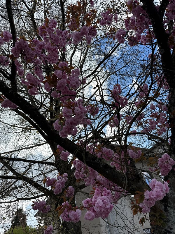 Spring blossoms observed in Luxembourg tree canopy