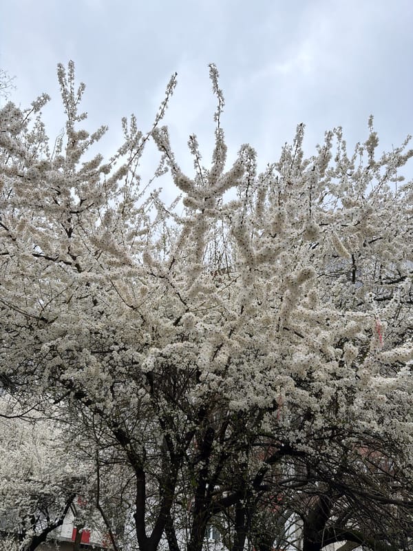 Spring blossoms bloom on trees in Veliko Tarnovo, Bulgaria