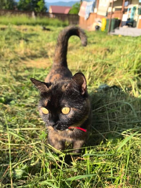 Cats, dirt roads, and mountain views from a rural summer morning.