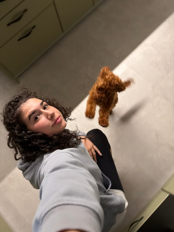 Playful toy poodle goofing around an apartment in Sofia