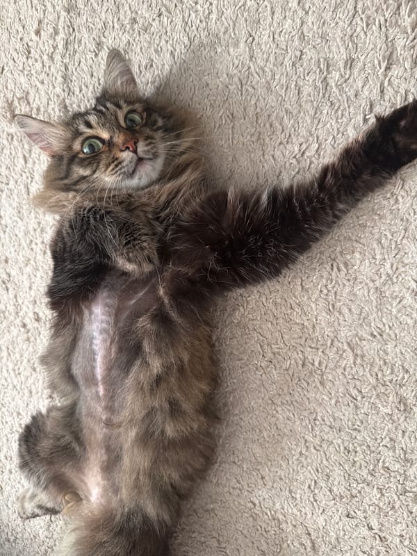 Tabby cat belly-up on carpet, post-surgery recovery in St. Petersburg