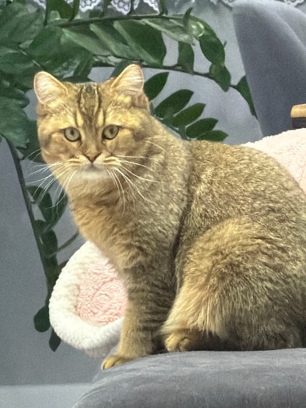 Tabby cat on a gray sofa, holding eye contact.