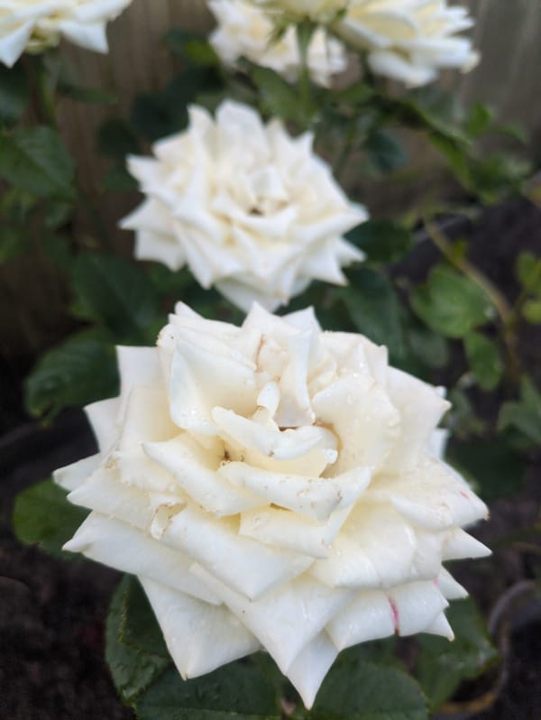 Summer dacha garden in Kulebaki, blooms and harvest up close