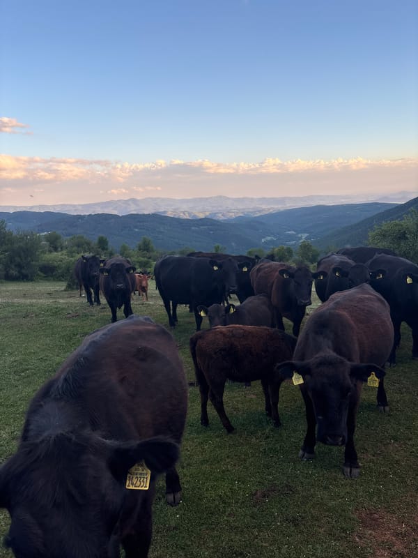 Black cattle herd spotted grazing in mountainous rural field