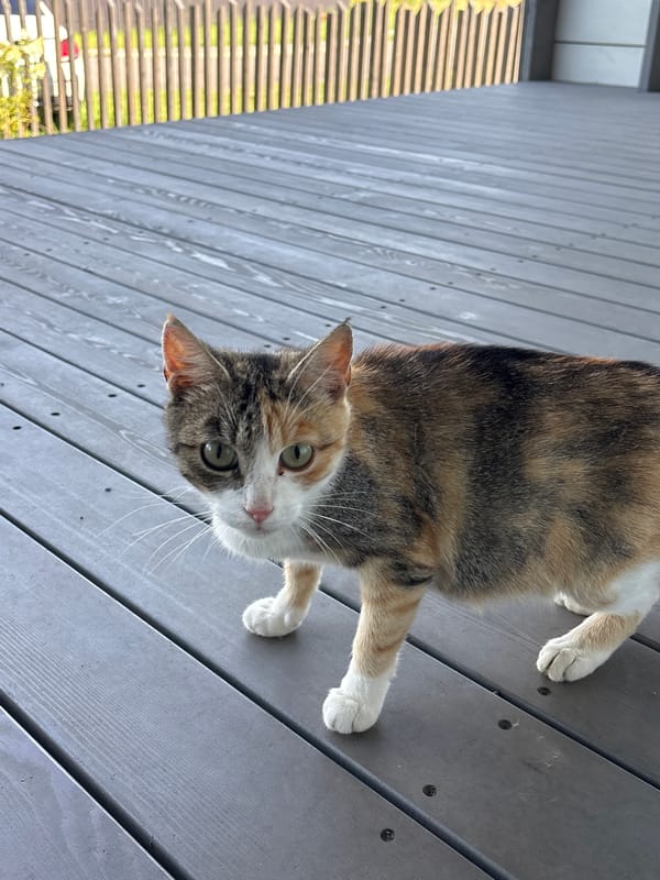 Cats and kittens at a dacha in Zvenigorod, summer morning