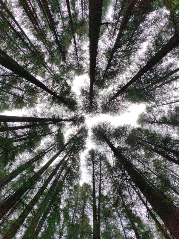 Forest walk with dogs among Manali pine trees
