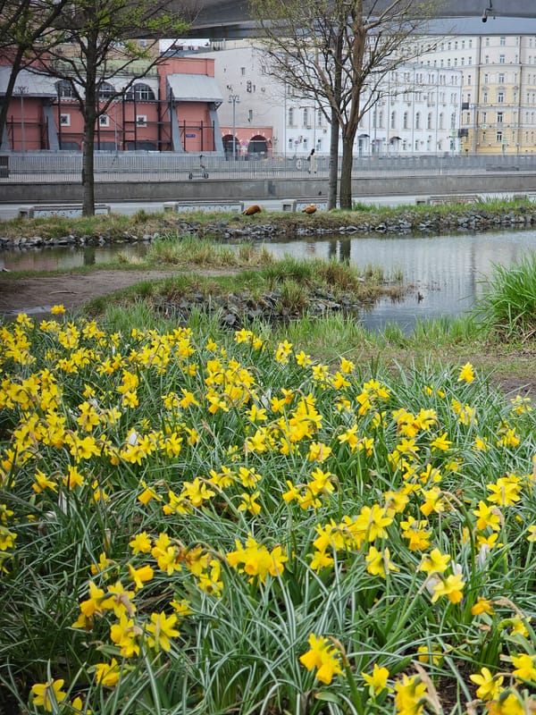 Morning stroll through blooming Moscow captures spring scenes, wildlife