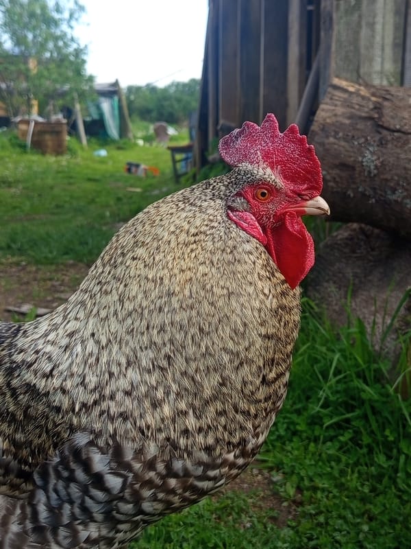 Rural afternoon captured: chickens, cats, and quiet moments in Ostrovtsy