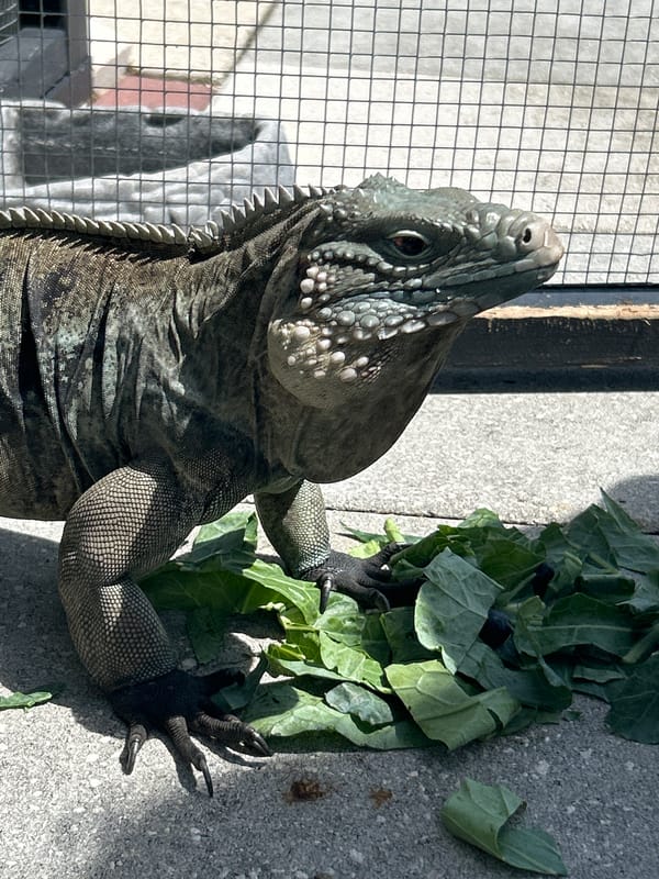 Cape Coral resident feeds iguana, enjoys pool afternoon
