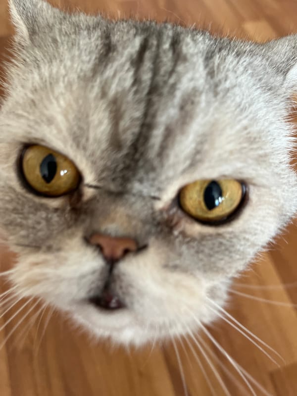 Cat photographed looking upward in Chaikovsky, Russia