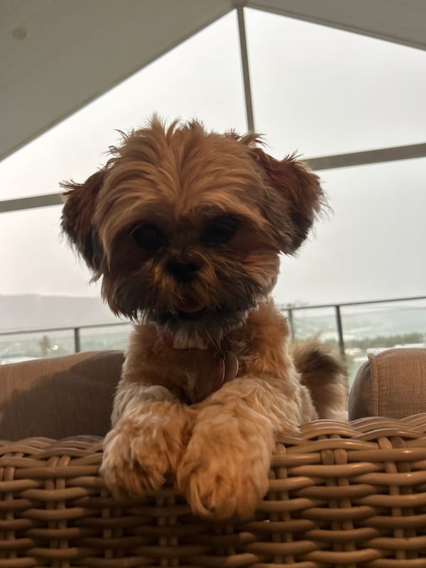 Family relaxes with pets on porch during storm