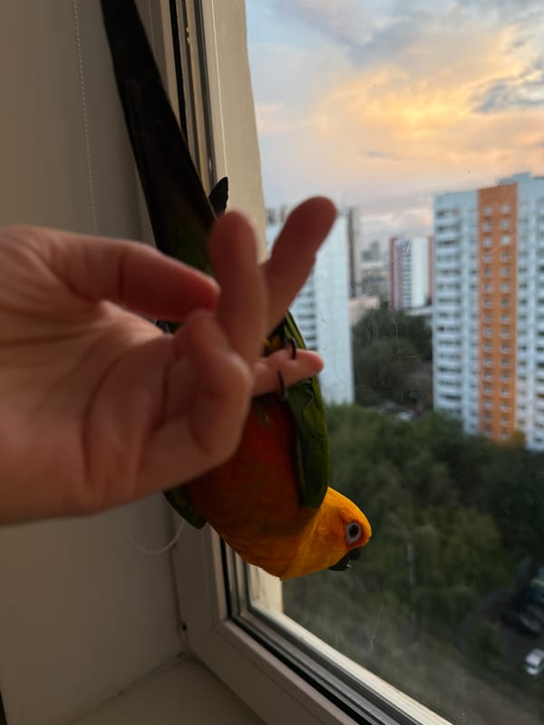 Sun conure and chinchilla hang out at a Khimki apartment