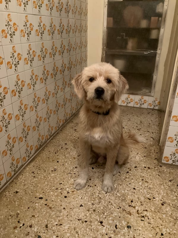 A scruffy dog hanging out across a few casual spots