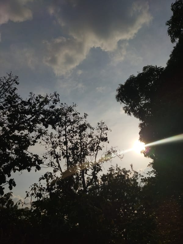 Evening pet playtime and nature moments in Venezuelan town