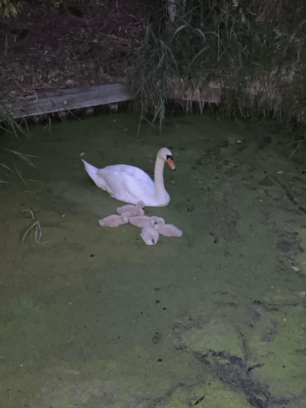Swan carries cygnets on back in Dutch waterway