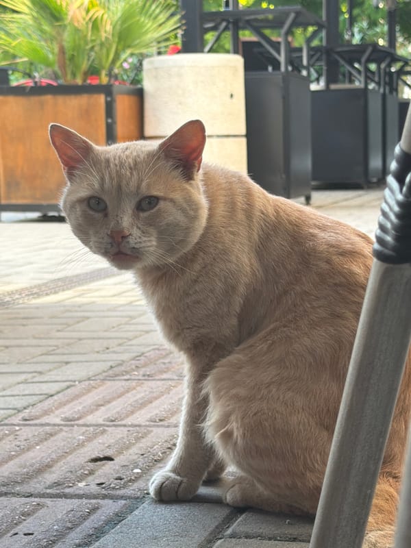 Orange cat and houseplant observed in outdoor domestic setting
