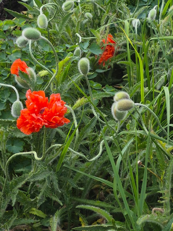 Spring flowers bloom across Chaikovsky as resident documents seasonal garden