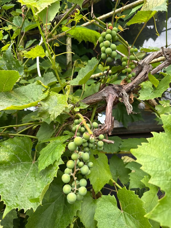 Garden close-ups: roses, daisies, lilies, and ripening grapes