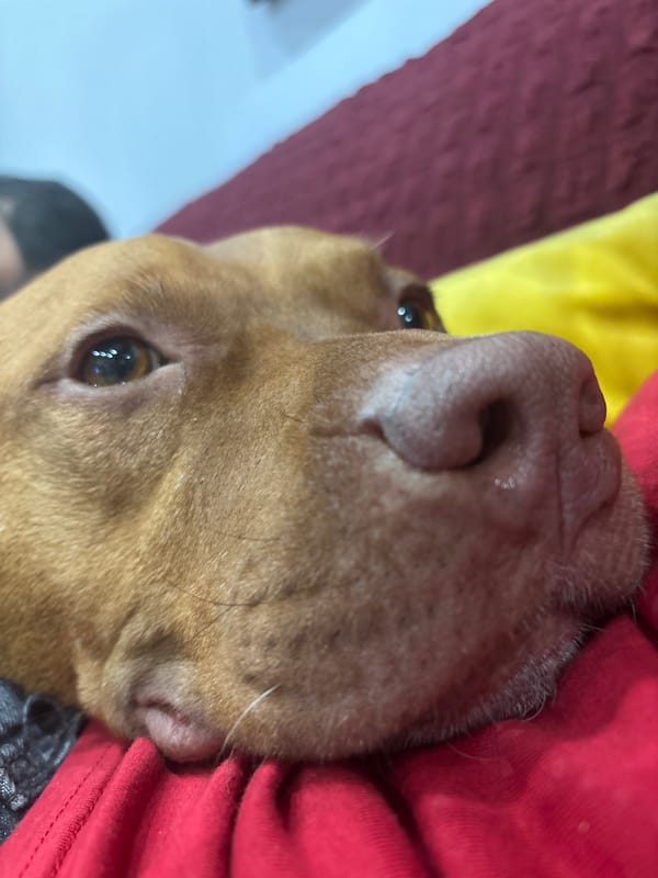 Brown dog rests against colorful objects in Sofia