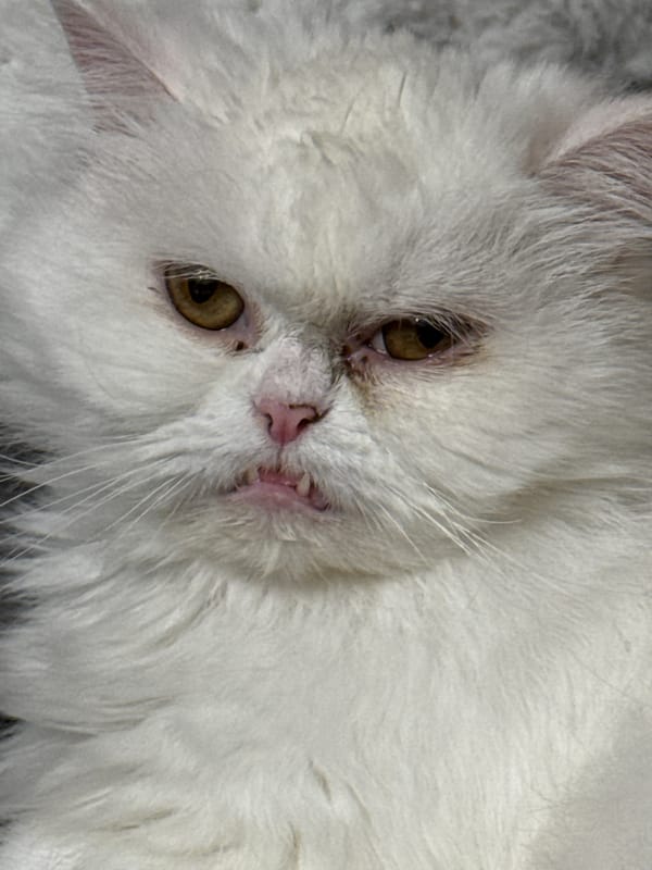 White Persian cat photographed in multiple poses in Burgas