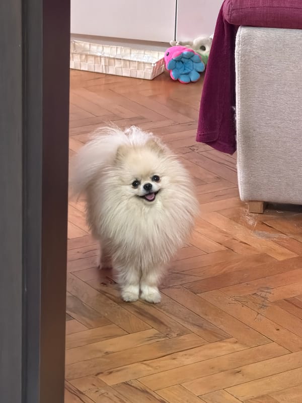 Pomeranian dog captured in playful home moments in Varna