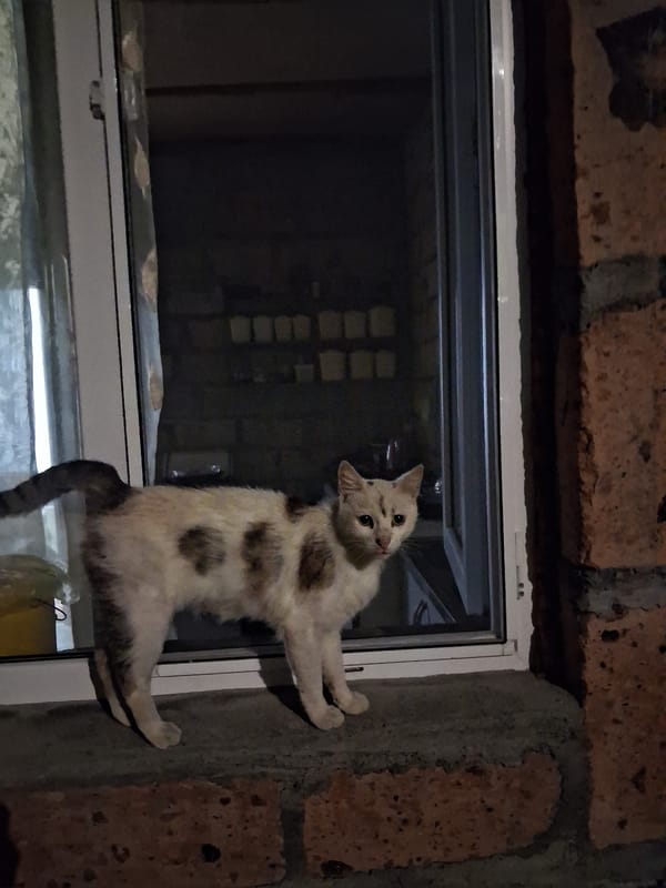 Quiet night in Yeghegnadzor — moonlight, parked cars, a cat on a windowsill