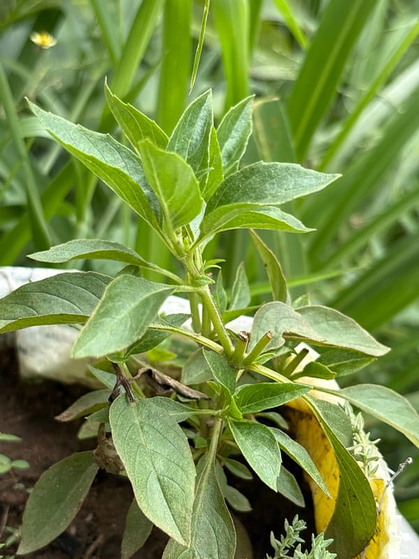 Lugbe resident documents plants, household items during morning session
