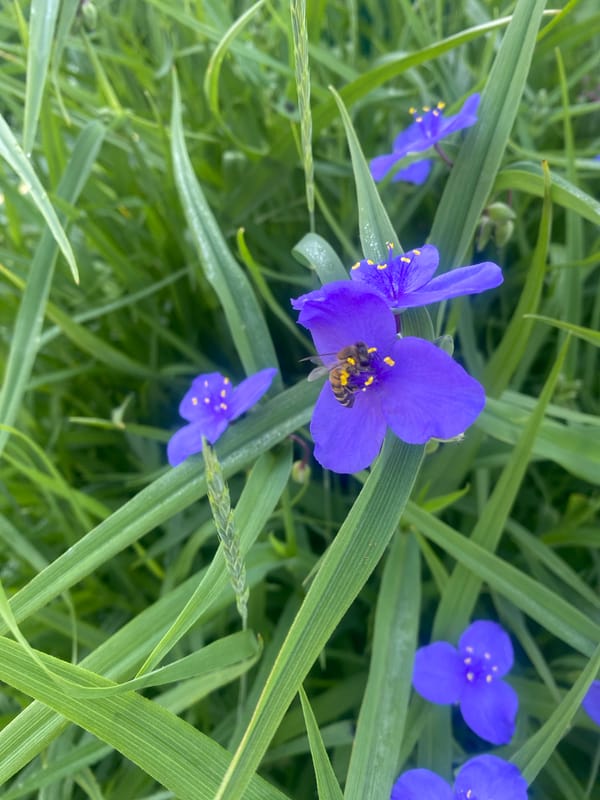 Morning garden documentation captures flowers and portraits in Chernihiv
