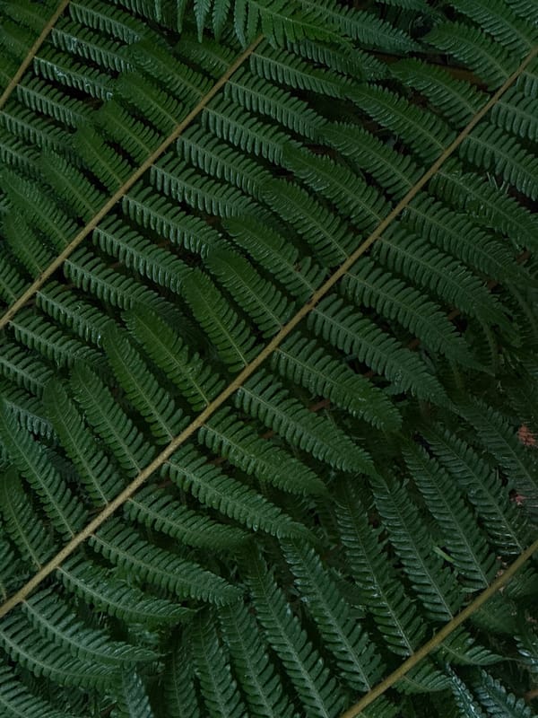 Macro shots of Da Lat's highland flowers and ferns
