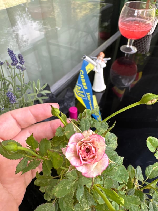 Close-up garden moments with roses and lavender in Krefeld