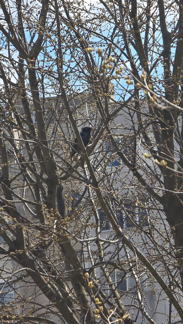Spring wildlife and blossoms observed in Haskovo, Bulgaria