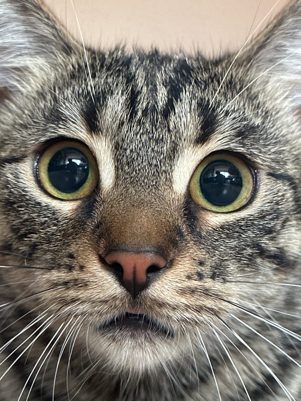 Tabby cat portrait session in Sofia