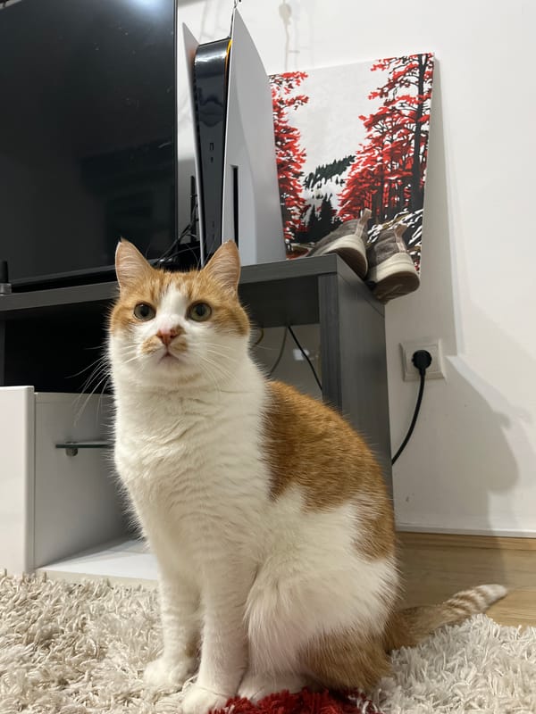 Cat spotted near TV in Novi Sad home