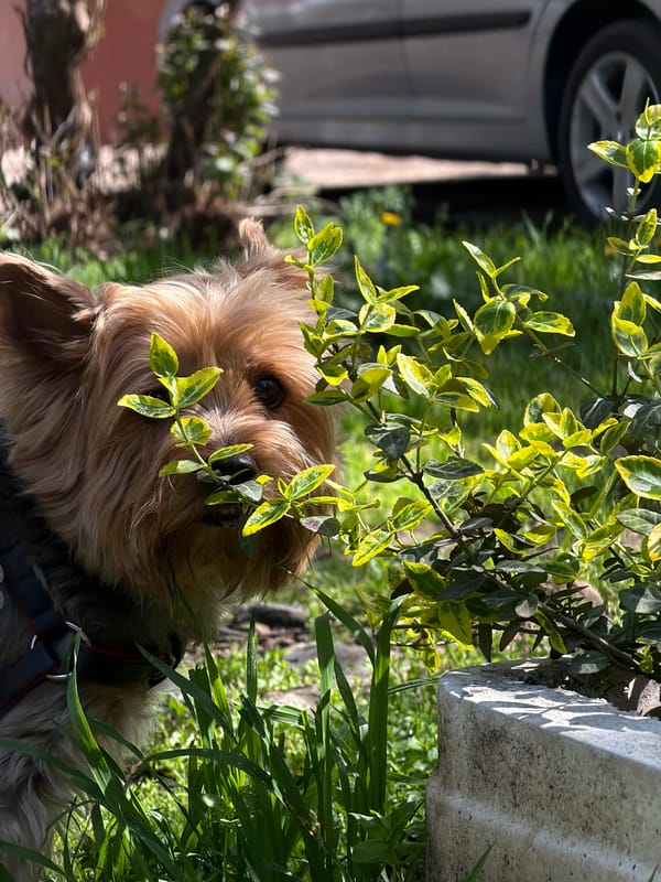 Yorkshire Terrier spotted in Sofia garden among green foliage