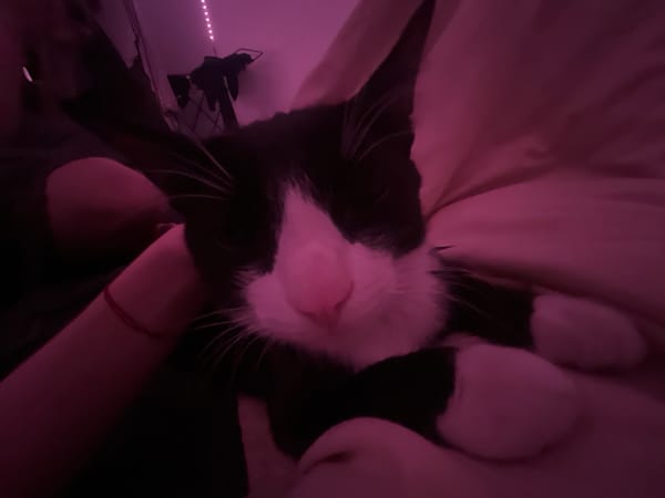 Pet owner shares quiet evening moments with tuxedo cat
