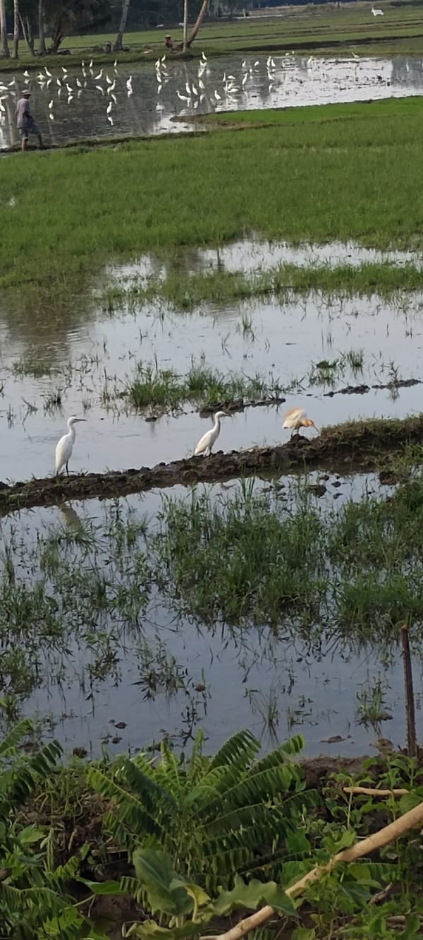 Tractor tills flooded paddy as egrets forage in Blangmajron
