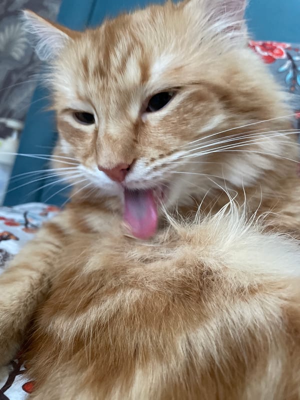 Orange tabby caught mid-groom in a close-up shot