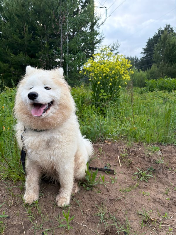White dog photographed resting outdoors in Chaikovsky, Russia